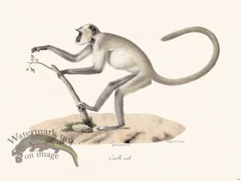 Cuvier 366 Male Part